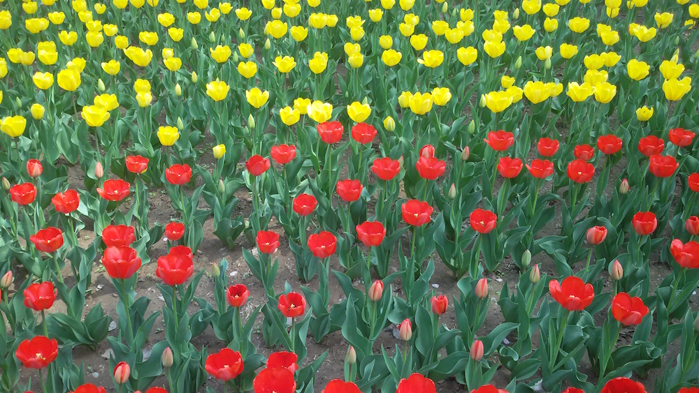 春暖花开